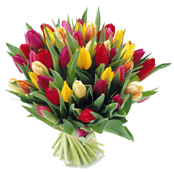 tulipany 1 