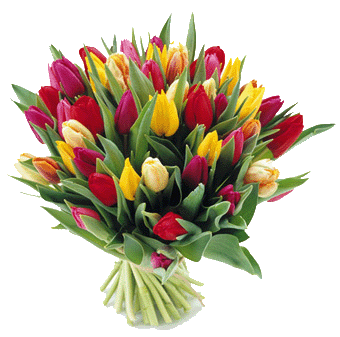 tulipany 1
