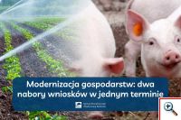 Już można ubiegać się o wsparcie na inwestycje w produkcję prosiąt lub nawadnianie