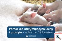 Pomoc dla utrzymujących lochy i prosięta wciąż można składać wnioski a wypłacono już ponad 115 mln zł