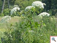 barszcz sosnowskiego