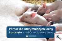 Pomoc dla utrzymujących lochy i prosięta  nabór wniosków trwa a ARiMR wypłaca już wsparcie